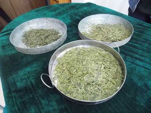 Different quality of Longjin tea leaves Longjin tea leaves