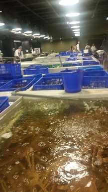 Seafood market in Aquatic Addiction Seafood market