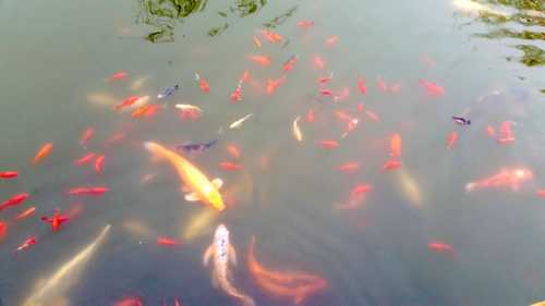 Pond of colorful fishes fish of prosperity