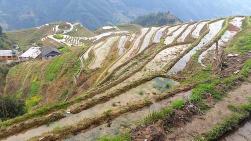 Longji Rice Terrace Longji Rice Terrace